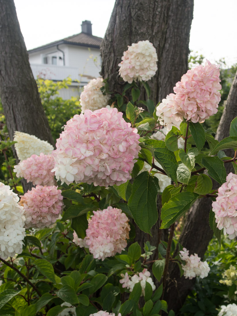 Syrinhortensia - Den Beste Av Hortensiaene - Moseplassen