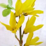 forsythia2