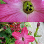 nicotiana2