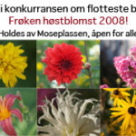 knapp frøken høst
