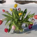 tulipanbukett