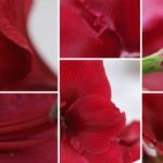 amaryllis rød