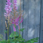 astilbe