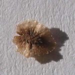 blodbegerfrø