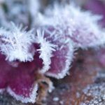 blodbegerblomst med rim