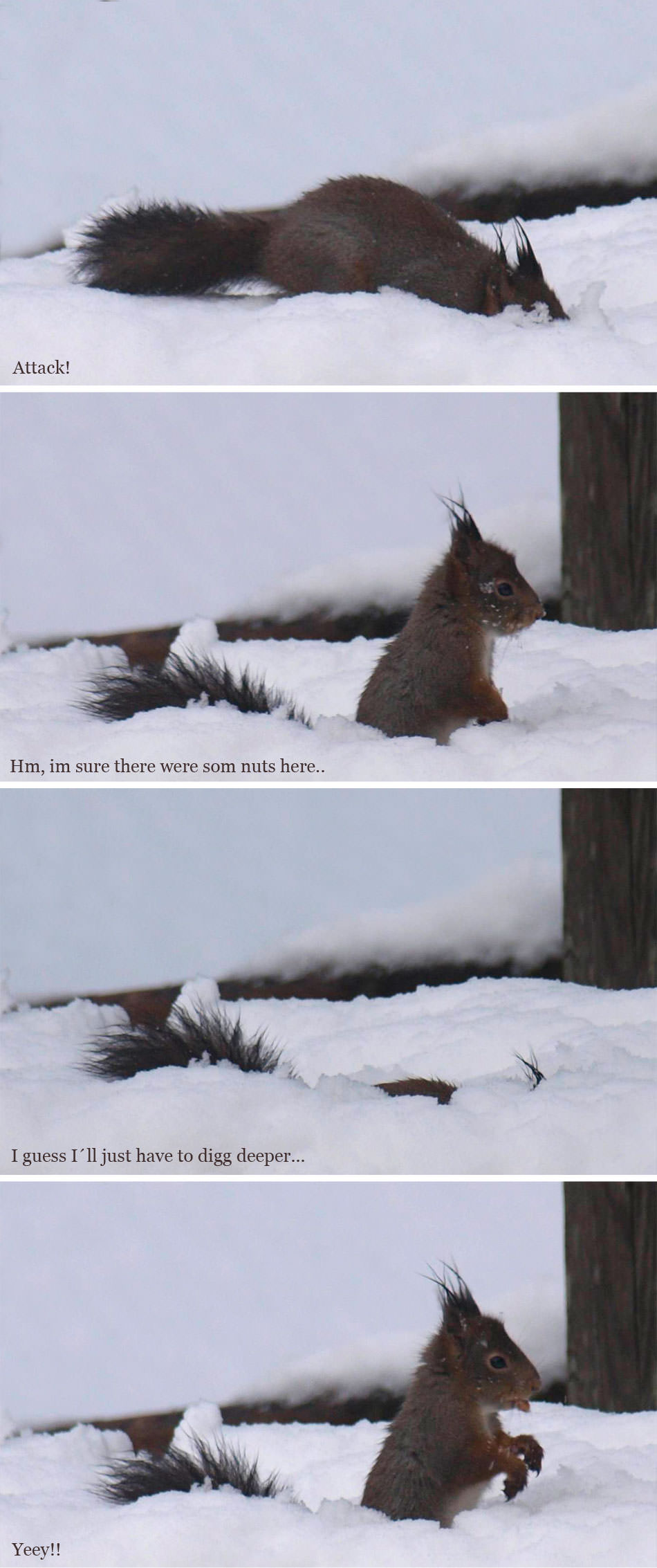 ekorn jakter i snøen - serie