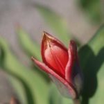 foerste-tulipan