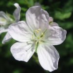 geranium