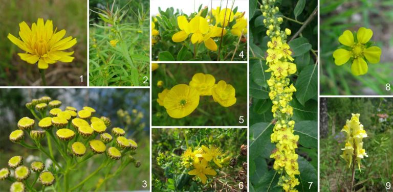 Gule markblomster | Moseplassen