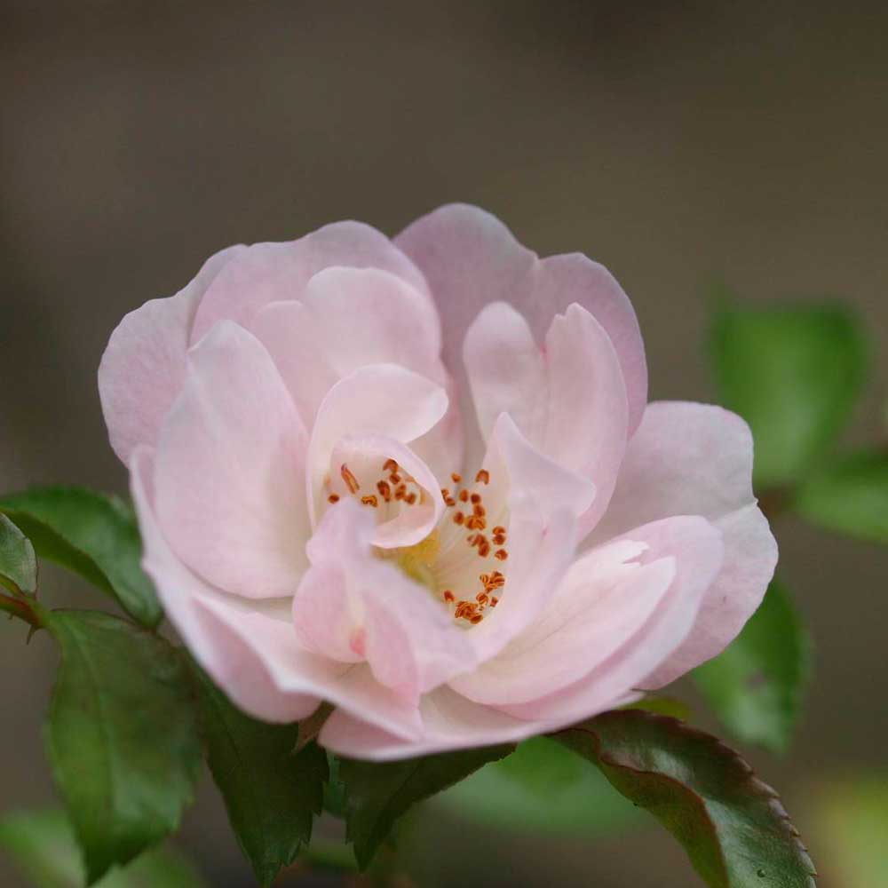 ice-meidiland rose