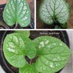 jack-frost brunnera