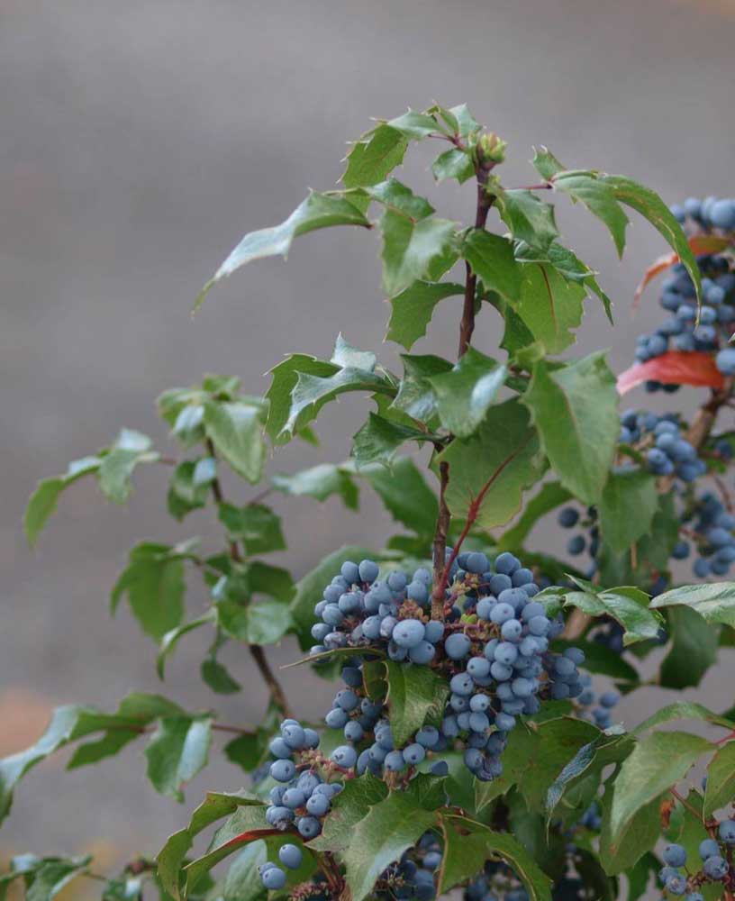 mahonia vintergrønn blå bær