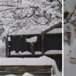 vinterhage med fesk snø januar