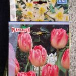 tulipanposer