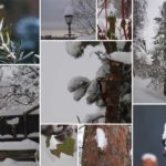 collage av bilder av snøkledd vinterhage