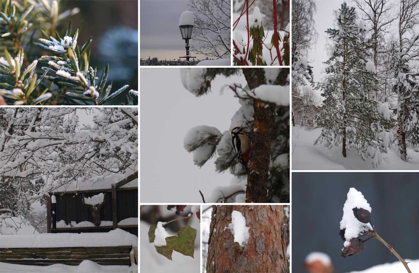 collage av bilder av snøkledd vinterhage