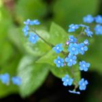 brunnera-moseplassen-blomst