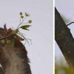 ekorn spiser lønneblomster