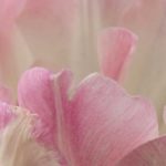 rosa-tulipan