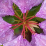 rhododendron