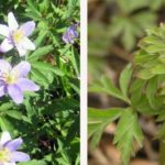 anemone-nemorosa