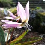 erythronium_dens-canis_moerheimii