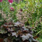 heuchera-alunrot-2