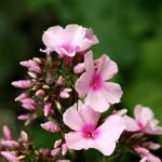 bright-eyes-phlox