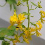 kanari-blomkarse
