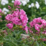 rosa-høstfloks
