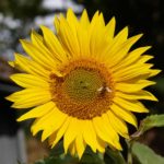 solsikke-blomsterflue