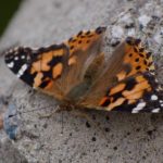 tistelsommerfugl