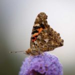 tistilsommerfugl-underside