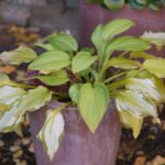 høst-hosta