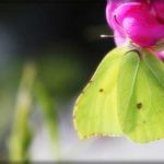 frk-lime-sommerpust