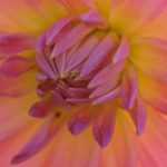 rosa-georgine