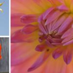 sommer-blomster-1