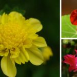 sommerblomster-2