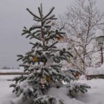 juletre-fugler