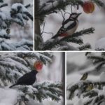 juletre-fugler-samling