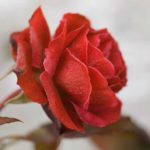 roed-julerose