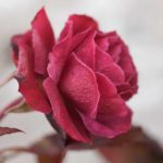 roed-rose