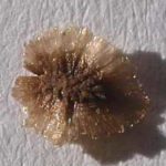 blodbegerfroe