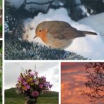 collage-hage