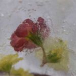 islykt-primulablomster