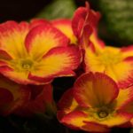 primula-tofarget