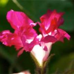 sommerblomster