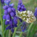 frk-muscari