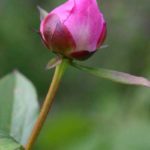 frk-sommer-kommer