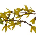 gullbusk-forsytia